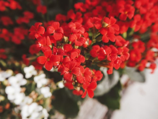 Photo Floral wallpaper